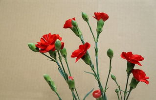 初恋月季的花期是多久呢？