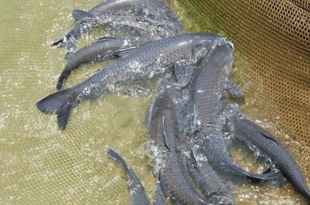 四大家鱼包括青鱼、草鱼、鲢鱼、鳙鱼；科学搭配饲料
