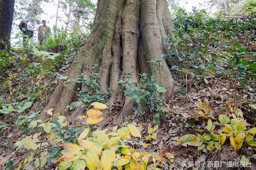松树老杆嫁接，一门神奇的艺术