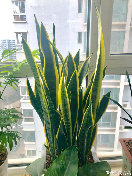 虎皮兰在暖气房里越养越蔫，是温度太高还是浇水不当？