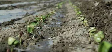 二甲戊灵的使用