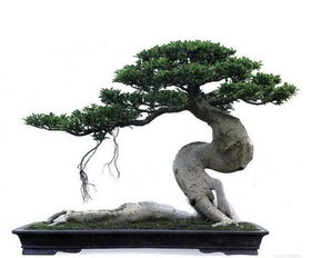 榕树养护要点中，如何根据榕树栽培环境解析选择合适的土壤和光照条件