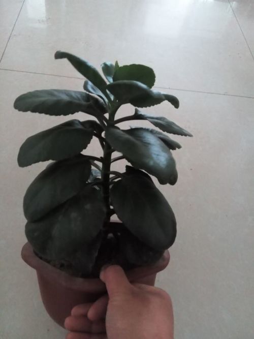 长寿花修剪最佳方法是什么修剪时间和技巧有哪些