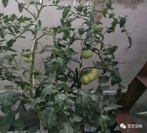 百香果人工授粉，打造高效繁花秘技！