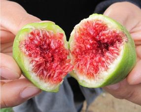 无花果的独特之处
