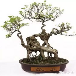 盆景根盘曲如龙，如何巧妙修剪