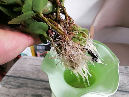 银叶菊水养需要注意哪些技巧，才能保持其清新翠绿