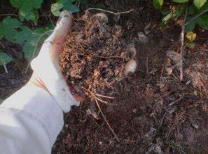 椰壳：兰花生长的助力者