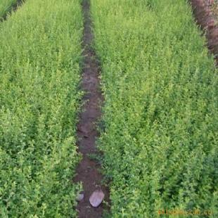 小叶女贞树苗栽种全攻略：简单易学的步骤和技巧