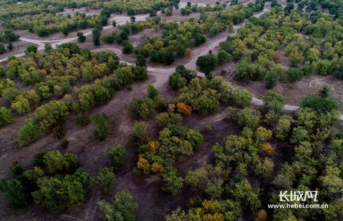 三门峡义马的生态画卷：绿色画卷的诞生