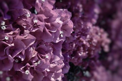 施肥，紫藤的营养餐