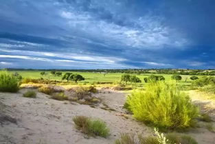 草原植物的适应性研究