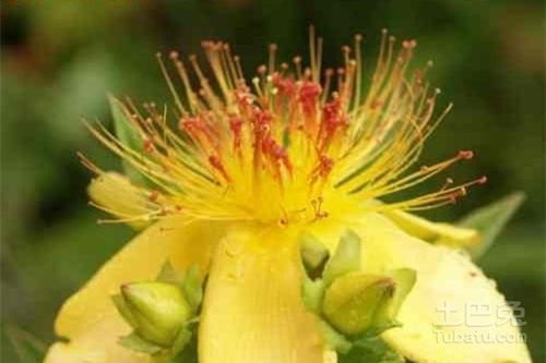 功效各异，应用不同