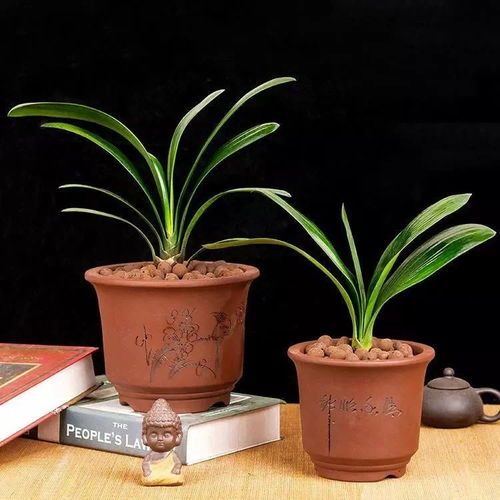 盆栽种植，轻松入门