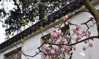 茶花——梅雨天的王者