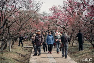 南京梅花山何时盛开？这份赏梅时间攻略