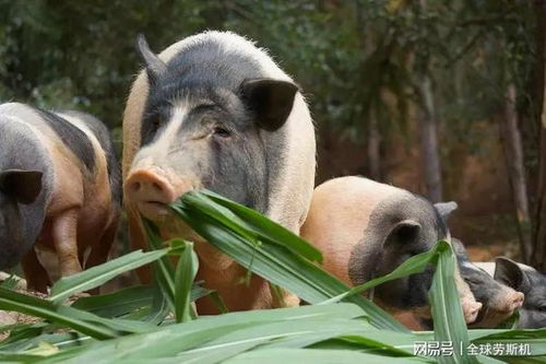 美系与加系种猪本质差异微