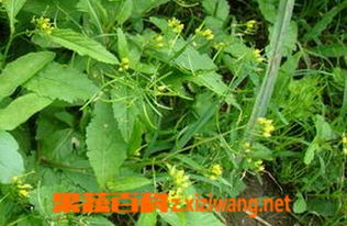 高药用价值野萝卜，营养野菜新宠
