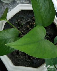 土壤选择，肥沃是关键