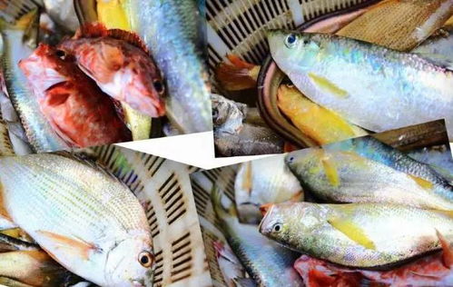 揭秘：五种公认最美味的海鱼，黄花鱼是淡水还是海水？