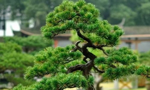 松树和杉树的适应性