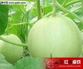 香瓜润肺，原来这么好