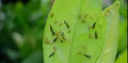 1. 杀虫效果：噻虫嗪和噻虫胺的较量