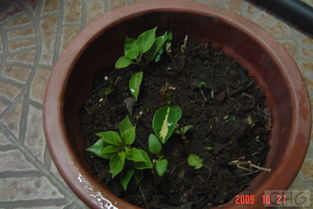 洋金凤小苗一年嫩长多高？如何科学养护使其快速生长？