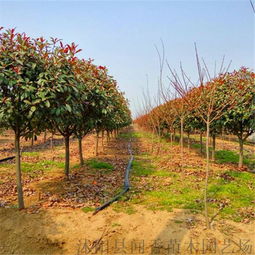 冠幅与高度：亲密无间