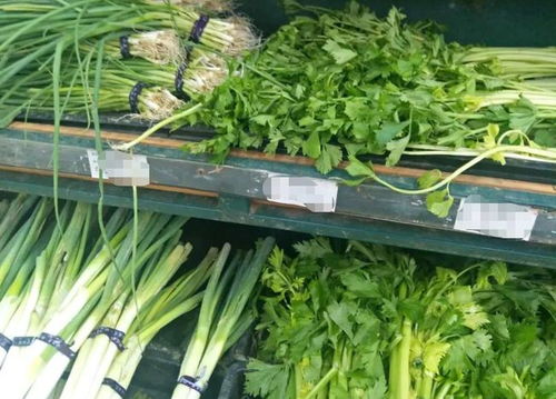 油麦菜的病虫害防治