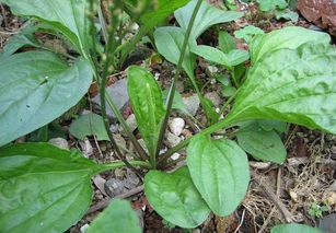 采收时间有讲究