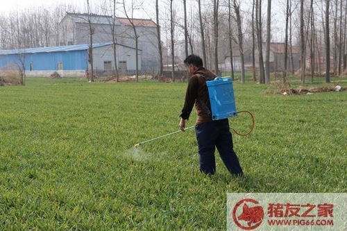 加盐除草，真的有这么神奇吗？