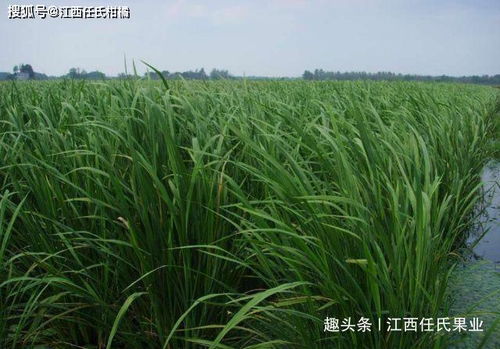 三唑磷乳油和杀螟威粉剂