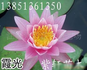 睡莲科植物，水生花卉