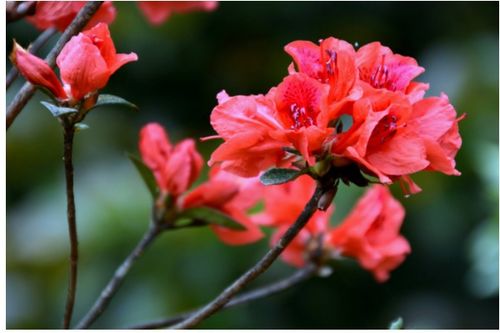 杜鹃花：冬日里的暖阳