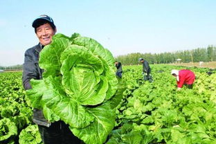 亩产大白菜惊人数据：一亩地可收获多少斤？