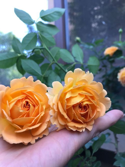 修剪工作， 冬天要疏枝打顶