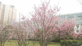 特色活动， 让你沉浸式体验玉兰文化