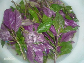 红色叶菜， 补血养颜，美容又保健