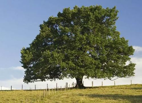 移植树木， 记好这句口诀