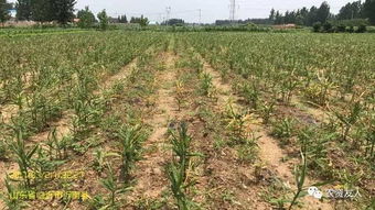 二、 除草剂对土壤和作物的长期影响