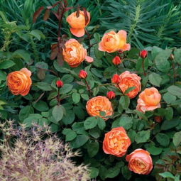 月季花开， 美得不可方物