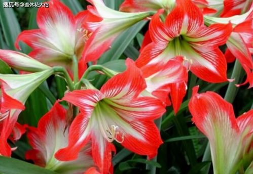 朱顶红花谢后管理攻略，打造爆款家居绿植！