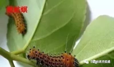 白菜跳蚤虫危害严重，需选用高效农药防治