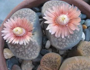 二、 阳光是画笔，要充足