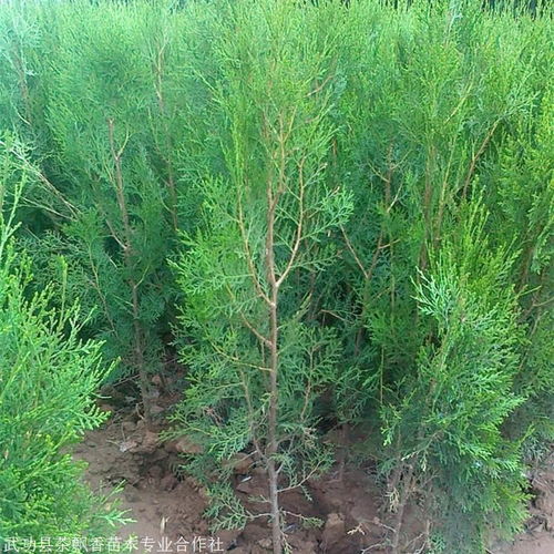 guan与侧柏苗床特效除草剂的那些事儿