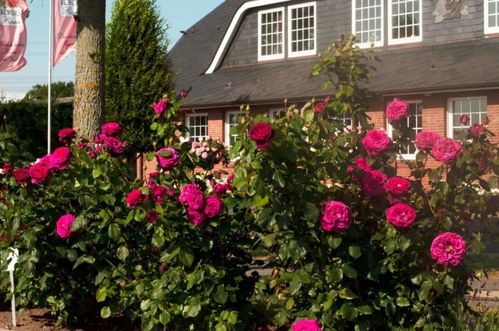 月季花中的神秘佳人：狄安娜伯爵夫人月季