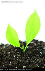 土壤健康：可持续植保的根基