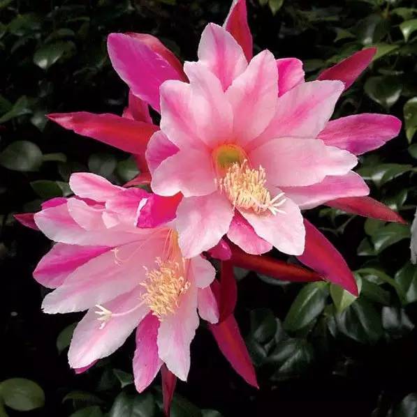 昙花一现，生命的绚烂