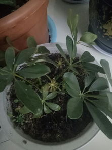 招财树叶子发蔫，是缺水还是病虫害
